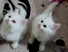 Parisin female kitten and mother cat